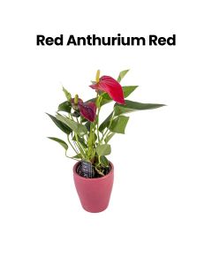 Red Anthurium | Red