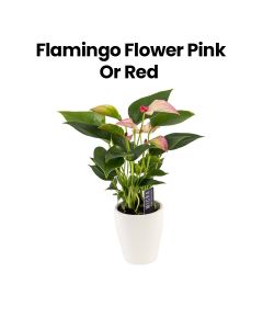 Flamingo Flower | Pink/Red