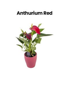 Anthurium | Red